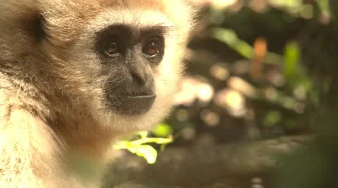 Blonde gibbon monkey eating close up Stock Footage 10979673