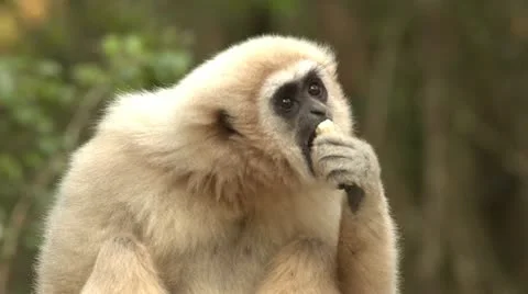 Blonde gibbon monkey eating Stock Footage 10979437