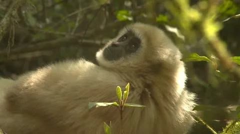 Blonde gibbon monkey Stock Footage 10979449