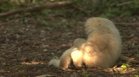 Blonde gibbon monkey laying down Stock Footage 10979651