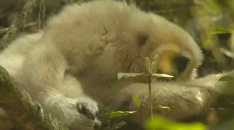 Blonde gibbon monkey resting Stock Footage 10979445
