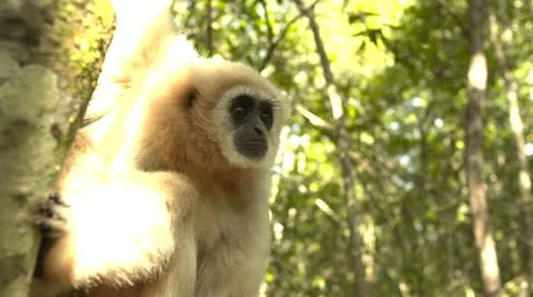 Blonde gibbon monkey on tree Stock Footage 10979464