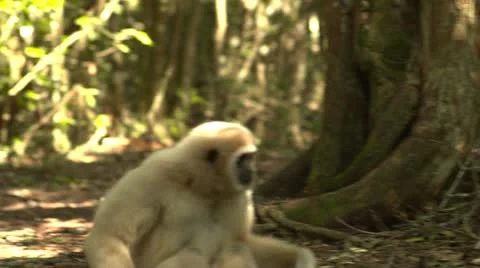 Blonde gibbon monkey walking Stock Footage 10979446
