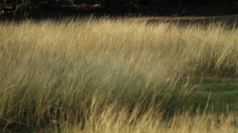 Blonde Grass Video stock 24697459