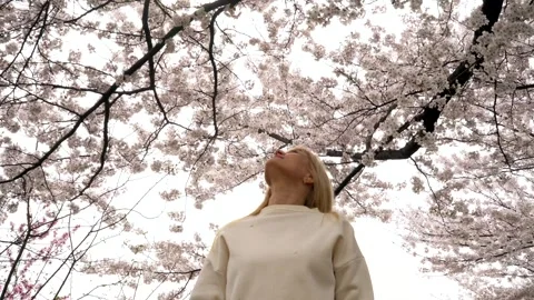 Blonde looking at cherry blossoms surrounded by delicate white petals. Soft Video stock 305993617