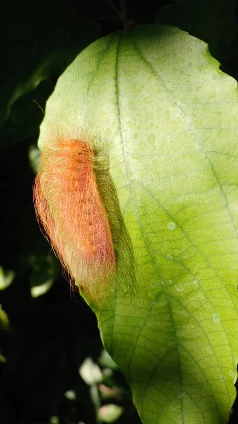 Blonde Moth caterpillar with shaggy, reddish-brown hair crawling on green lea Stock-Footage 343806953