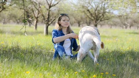 The blonde is playing with a labrador. Stock Footage 101184948
