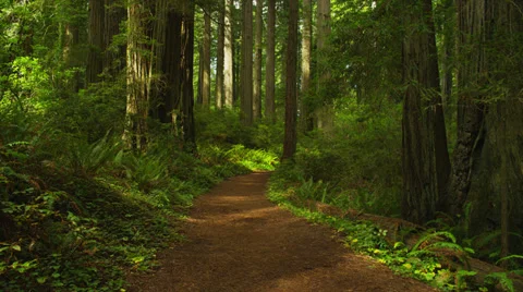 Blonde Princess Runs Through Forest Stock Footage 35296055