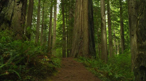 Blonde Princess Standing in Enchanted Forest Stock Footage 35297205