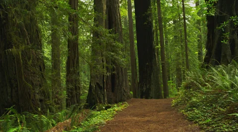 Blonde Princess Walking Down Forest Path Stock Footage 35297293