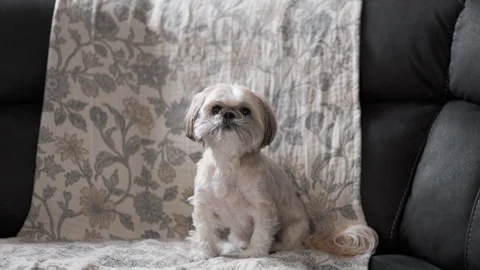 Blonde Shih Tzu Looking at Camera on Couch 動画素材 303911110