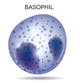 Blood cell basophil Stock Illustration