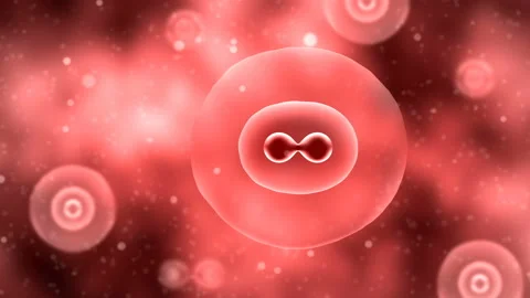 Blood cell division process Stock Footage 90040357