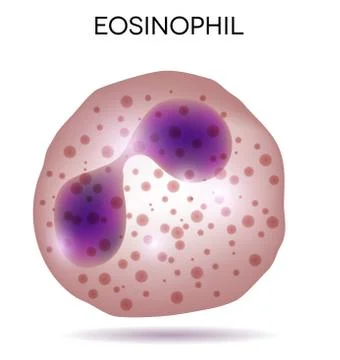 Blood cell eosinophil Stock Illustration