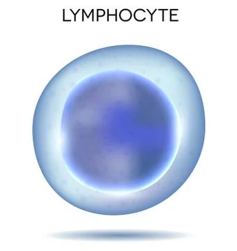 Blood cell lymphocyte Illustrazione stock
