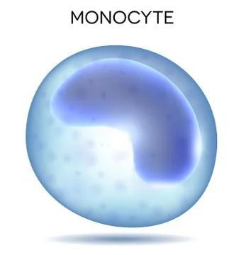Blood cell monocyte Stock Illustration