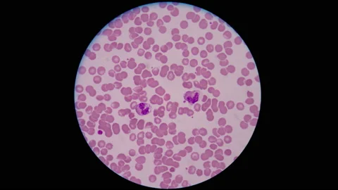 Blood cell in stop motion. Stock Footage 200441725