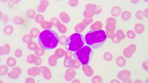 Blood cell stop motion. Stock Footage 231763995
