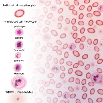 Blood Cell Type Descriptions - Vector Illustration Stock Illustration