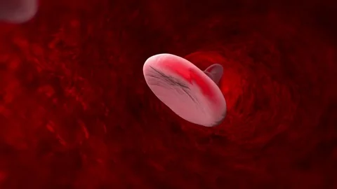 Blood cell (veins, arteries, capillaries). 3D animation Stock Footage