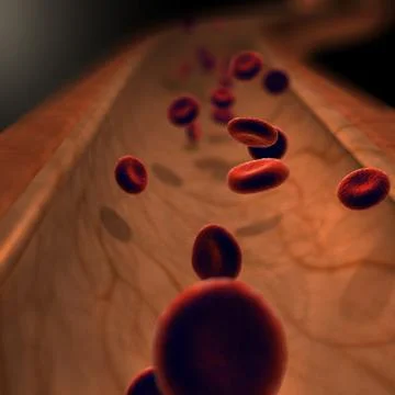 3D Model: Blood Cells ~ Buy Now #91502359 | Pond5