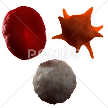 Blood cells, artwork Stock Illustration