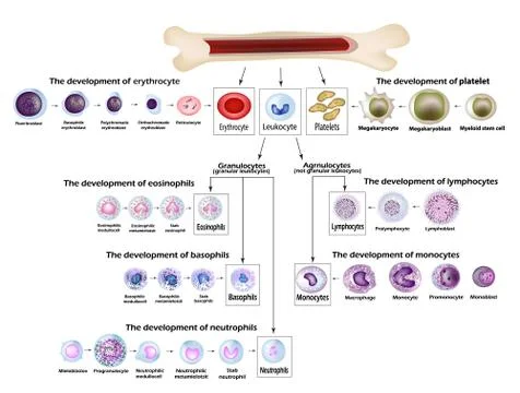 Blood cells Erythrocyte development, red blood cells, leukocytes, eosinophils Stock Illustration
