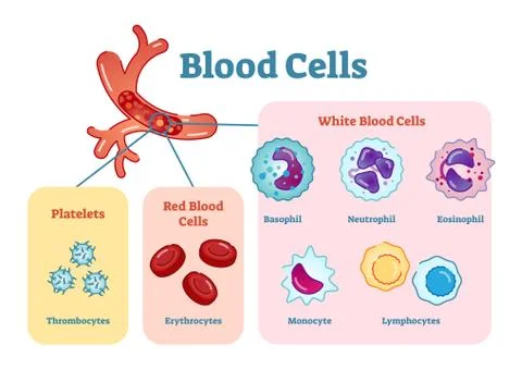 Blood cells flat vector illustration diagram with all cell types collection Stock Illustration