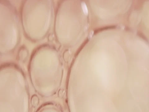 Blood Cells 動画素材 75502814