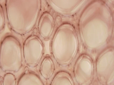 Blood Cells 動画素材 75503386