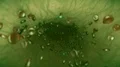 Blood cells green vein artery bloodcells science fiction alien biology zombie 4k 4k or 4k+ Resolution