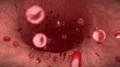Blood cells red white vein artery bloodcells biology medical science doctor 4k 4k or 4k+ Resolution