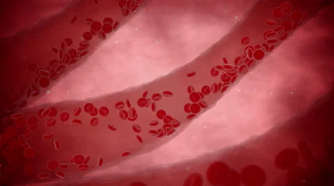 Blood cells stream in vein. Inside organism view. 4k video Stock Footage 56455831