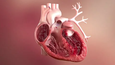 Blood circulation through the heart, synchronized with heartbeat. Vídeos de archivo 344101530