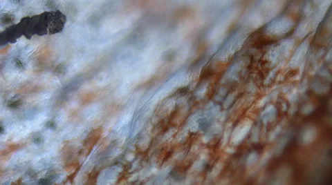 Blood Circulation Under Microscope 스톡 동영상 42637282