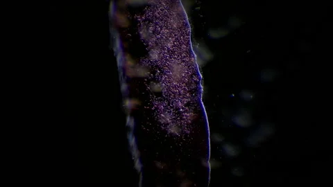 Blood Clotting under a Microscope Stock Footage 162521283