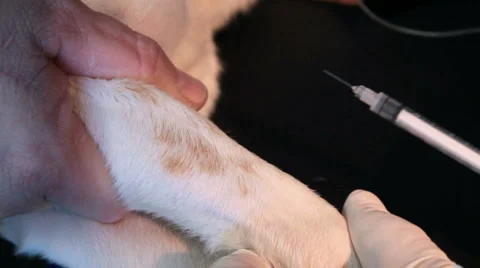 Blood Draw Video stock 1076626