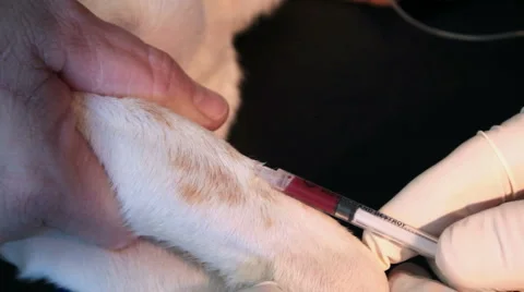 Blood Drawing Video stock 1076823