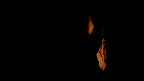 Blood dripping from a burst balloon Stock Footage 80578229