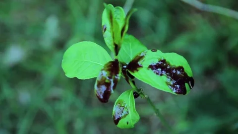 Blood Drops on Green Leaf Stock Footage 70840709