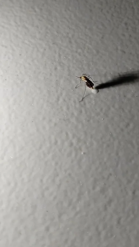 Blood-fed mosquito resting on a ceramic tile floor after feeding, captured in a  Stock Footage 340166656
