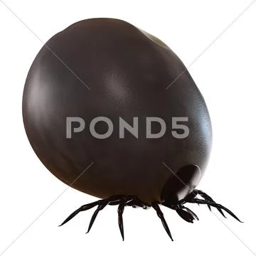 Blood-filled tick, artwork Stock Illustration