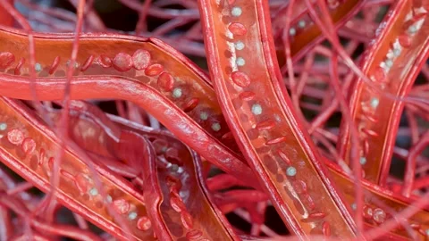 Blood Flow in Human Capillaries, Blood Cells Moving Through small Vessels 動画素材 337696953
