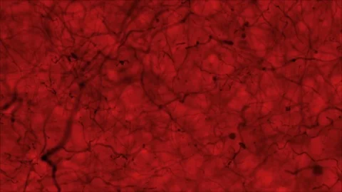 Blood Flow Organic Background Stock Footage 80871112