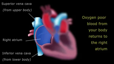 Blood flow through the heart tutorial Video stock 7411348