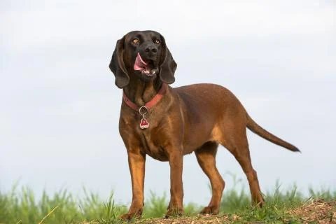 Blood hound waits for command Stock Photos