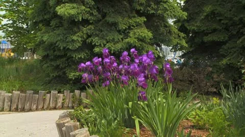 Blood Iris in full bloom HD Stock Footage 10608282