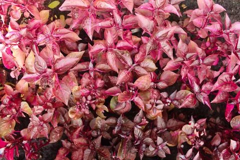 Blood leaf,  They range from small to medium-sized plants Stock Photos