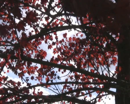 Blood Mapel Stock Footage 1050103