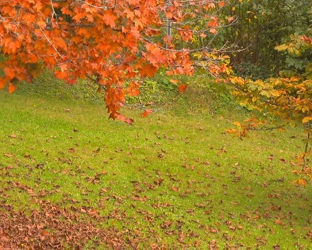 Blood maple  Stock Footage 1067085